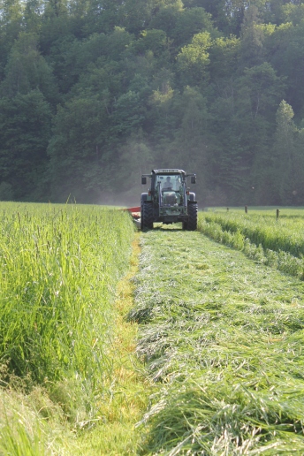 Our grass, cut and harvested as silage for winter feeding, is grown without the use of chemical fertlizers. We use animals manures and compost to fertilize our grass and corn crops.