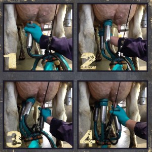 to milk a cow attaching milker