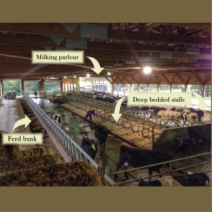 to milk a cow barn layout
