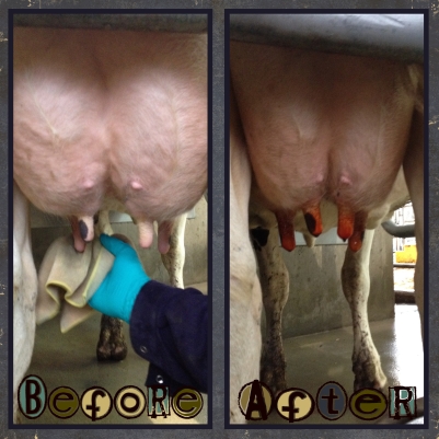 A healthy udder on a healthy cow. No swelling, hard quarters or redness to indicate mastitis. A few squirts of milk were expressed before milking to check for irregularities in the milk.
