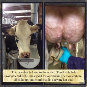 to milk a cow front and hind view