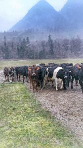 12096456_572853896210968_2429967321741287536_n