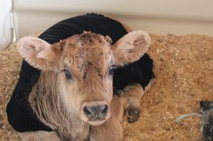 12265860_552726031557088_5050329867121907042_o